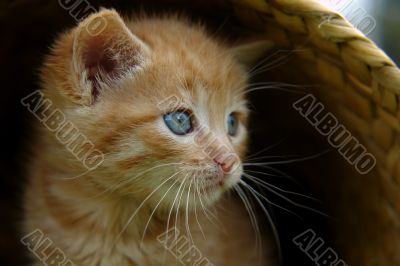 the kitten in the basket