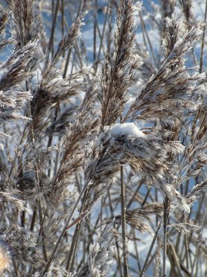 Winter view