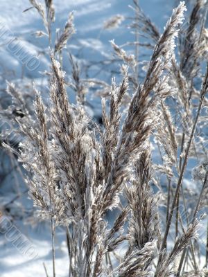 Winter view