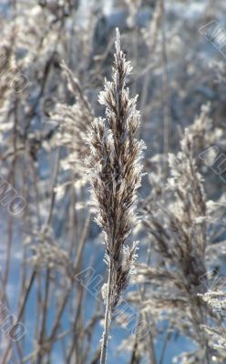 Winter view