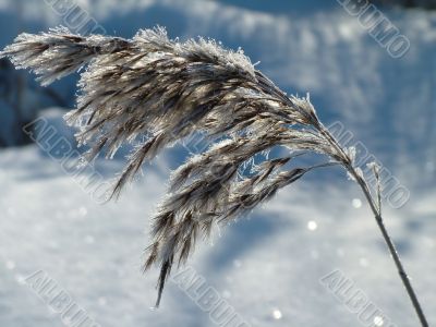 Winter view
