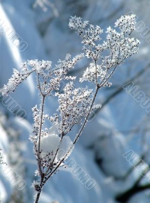 Winter view