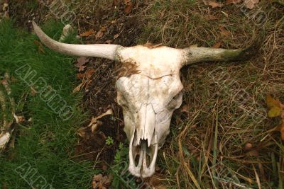 Cow`s skull.