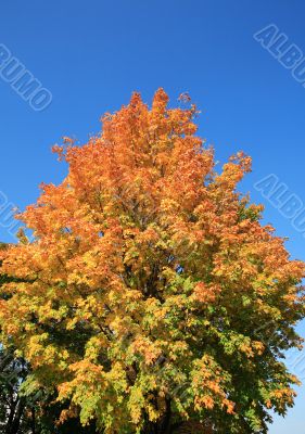 tree in gold fall