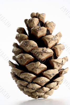 Cone isolated in white background