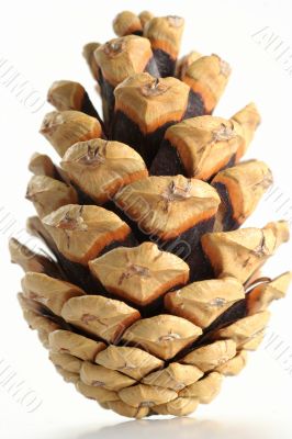 Cone isolated in white background
