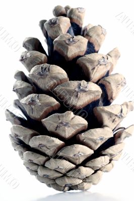 Cone isolated in white background