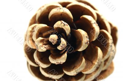 Cone isolated in white background