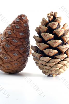 Cone isolated in white background