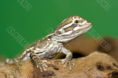 bearded dragon