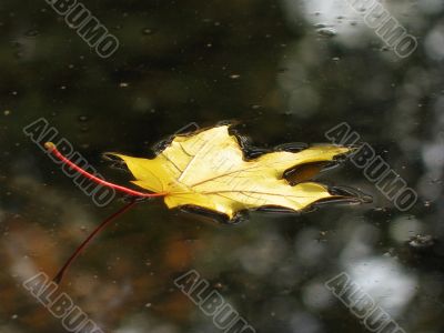 Lonely leaf