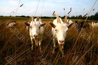 Goats