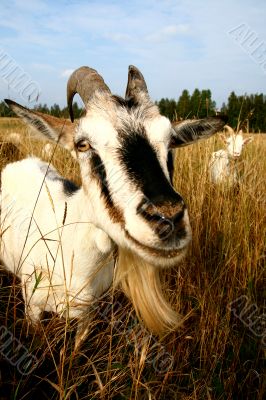 Goats