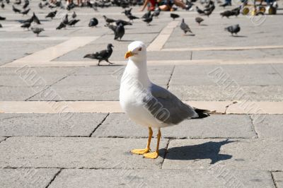 seagull