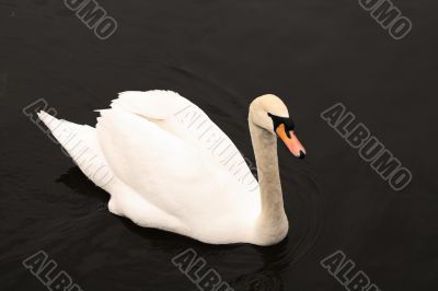 Swan
