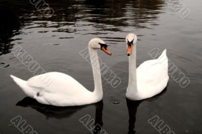 Swan