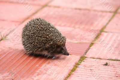 Hedgehog