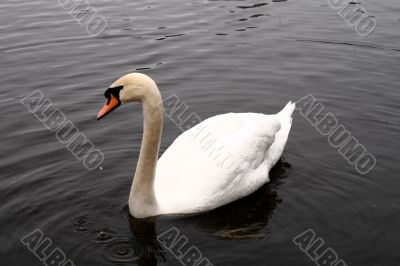 Swan