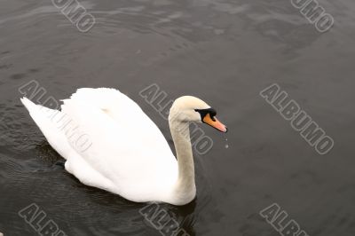 Swan