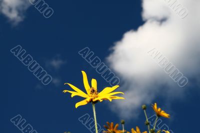 The bee