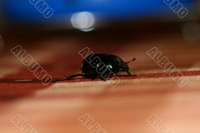Bug