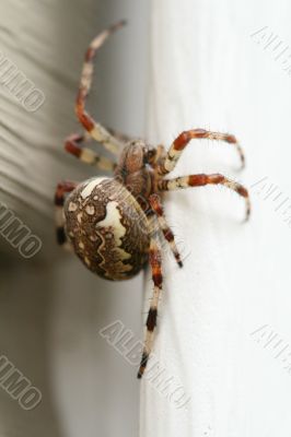 spider