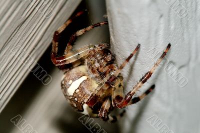 spider