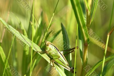 Grasshopper