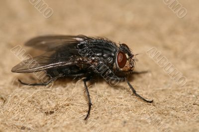 Fly
