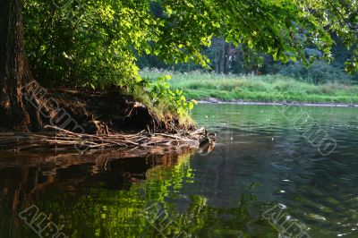 Duck Pond