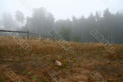 Morning in a fog