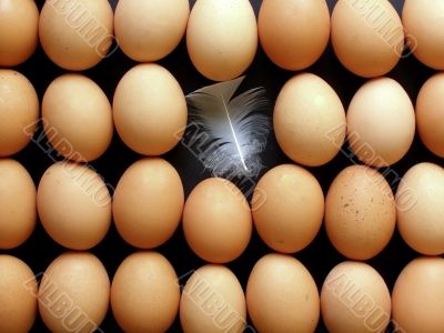 lines of eggs