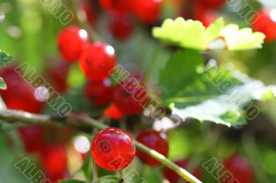 Berry