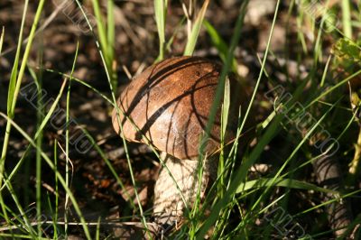 mushroom