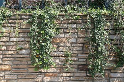 Vines on Rock Wall