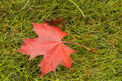 Red Maple on Grass