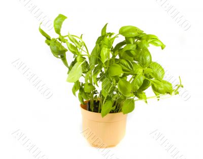 basil