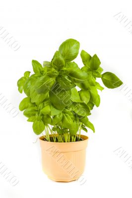 basil