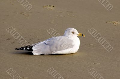 Ring-Billed Gull