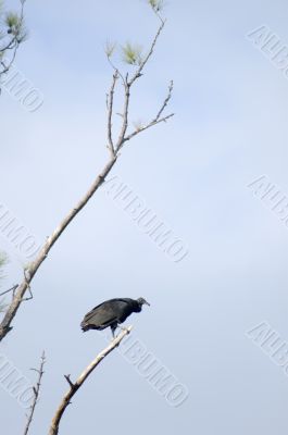 Black vulture on tree branch