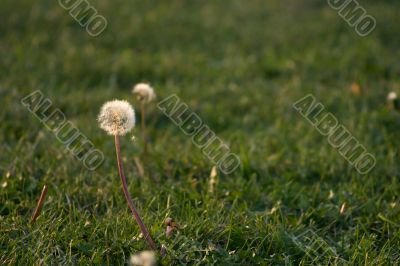 Morning dandelion