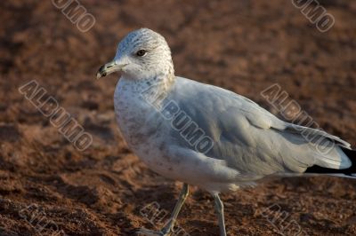 Ring-billed gull