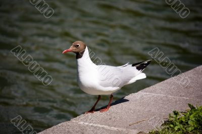 The seagull on a parapet