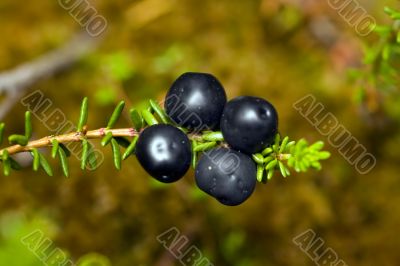 Crowberry