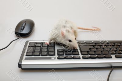 Computer rat