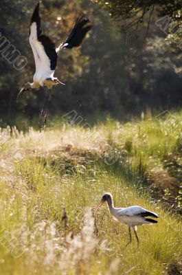 Two wood storks