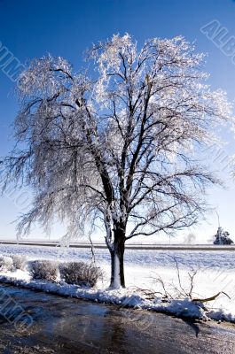 Ice Covered Tree near Road