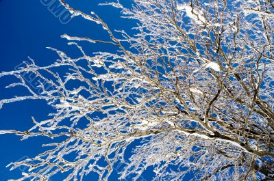Ice Covered Branches