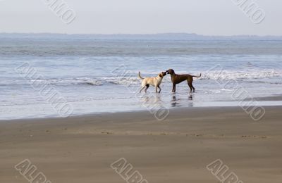 Two dogs playing on beach