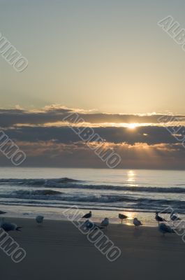 Seagulls at sunrise